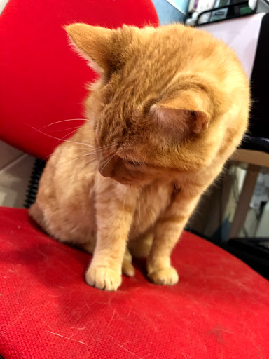 Clínica Veterinaria Grado – Grado