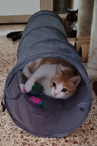 Clínica Veterinaria Gran Alacant Exotics – Gran Alacant