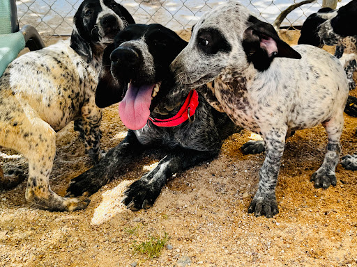 Clínica Veterinaria Granavet – Los Yébenes