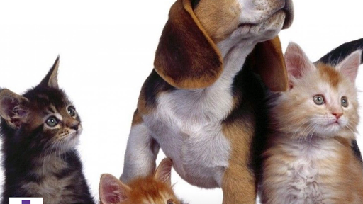 Clínica Veterinaria Guitiriz – Guitiriz