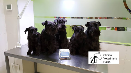Clínica Veterinaria Hellín – Hellín