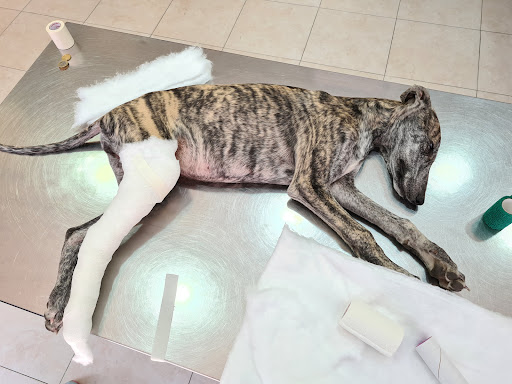 Clínica Veterinaria Hípica 29 – Valladolid