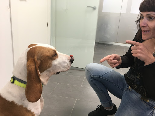 Clínica Veterinaria Hispanidad – Zaragoza