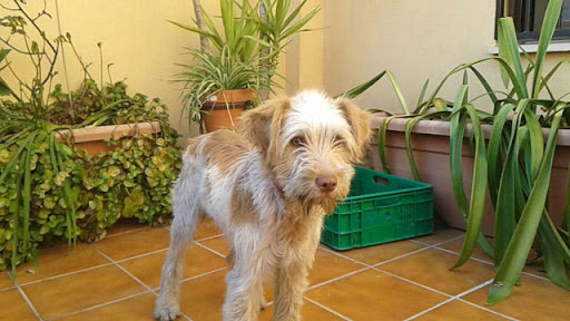 Clínica Veterinaria Huetor Vega – Huétor Vega