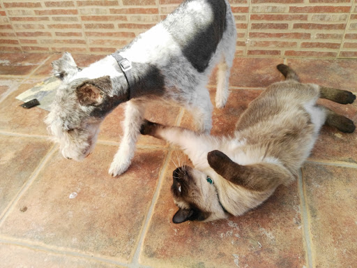 Clínica Veterinaria I.angulo – Quintanar de la Orden