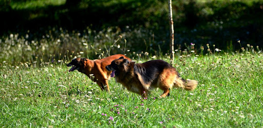 Clínica Veterinaria Ícaro – Oviedo