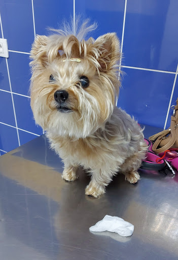 Clínica Veterinaria Icod – Icod de los Vinos