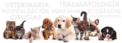 Clínica Veterinaria Inca – Inca