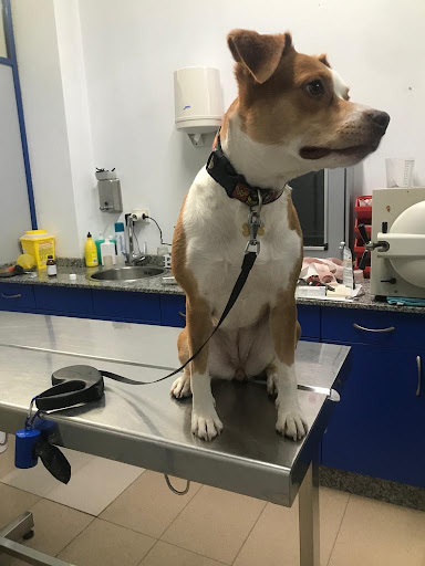 Clínica Veterinaria Inferniño – Ferrol