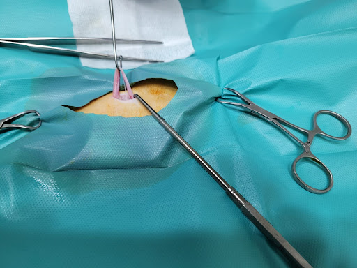 Clínica Veterinaria Islavet – San Fernando