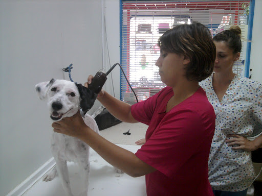 Clínica Veterinaria Jameos – Arrecife