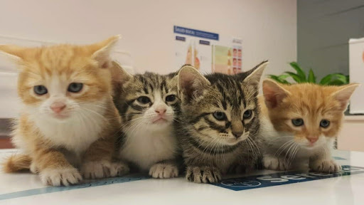 Clínica Veterinaria Jarama – Fuente el Saz de Jarama