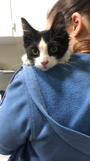 Clínica Veterinaria «Jardín de Málaga» – Málaga