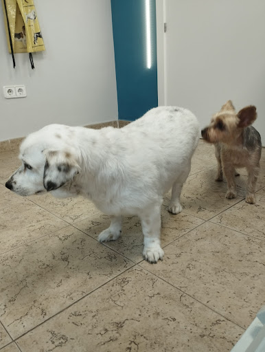 Clínica Veterinaria Jeremías Lumiares – Alicante
