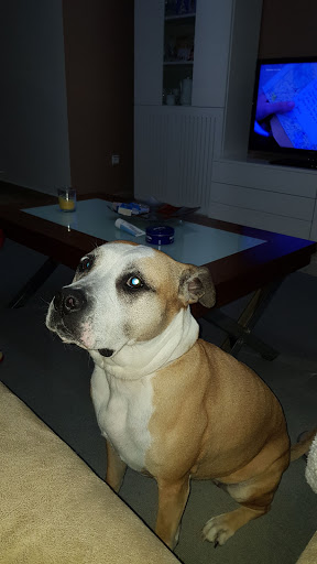 Clínica Veterinaria Jordá – Valencia