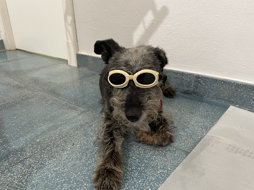 Clínica Veterinaria Jose Angosto – Felanitx