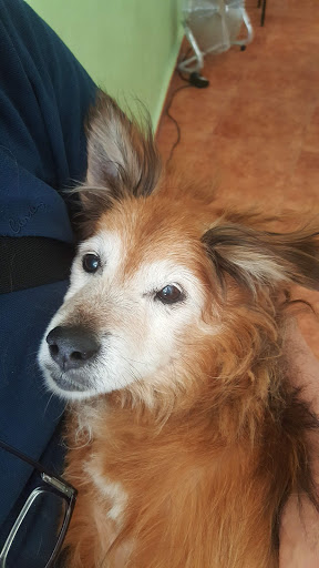 Clínica Veterinaria Kenia – Riba-roja de Túria