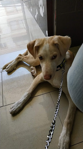 Clínica Veterinaria Kibu – Priego de Córdoba