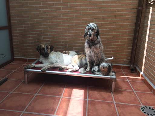 Clínica Veterinaria Kinkajú – Guadalajara