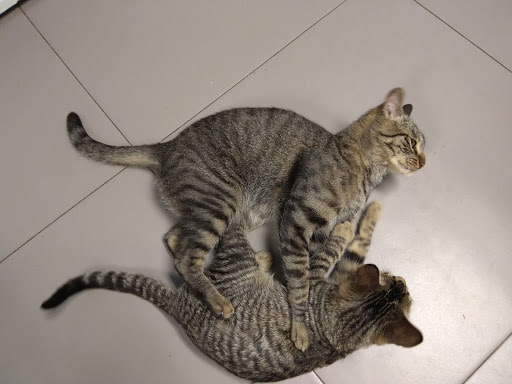 Clínica Veterinaria La Castellana – Burgos