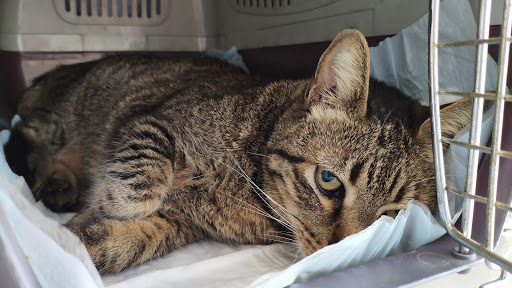 Clínica Veterinaria La Estrella – Madrid