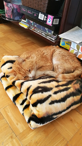 Clínica Veterinaria La Fustera Fanadix – Benissa