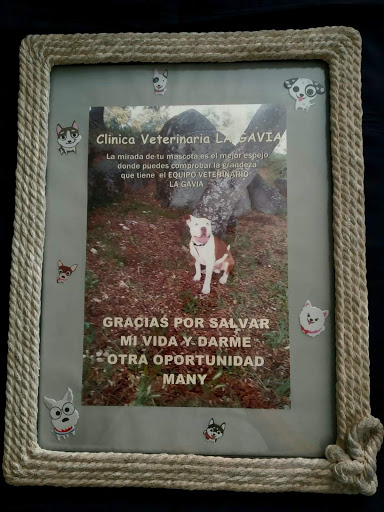 Clínica Veterinaria La Gavi@ – Madrid