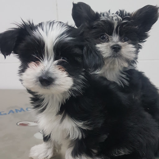 Clínica Veterinaria La Llum, C.b. – Valencia