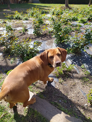 Clínica Veterinaria La Masía Dels Animals – Valldoreix