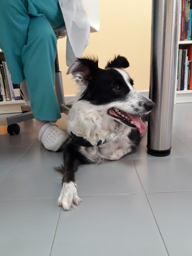 Clínica Veterinaria La Muralla – Dénia