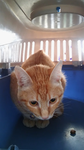 Clínica Veterinaria La Pantera Rosa – Estepona