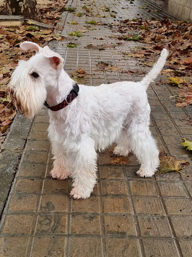 Clínica Veterinaria L’albufera – Silla – Silla
