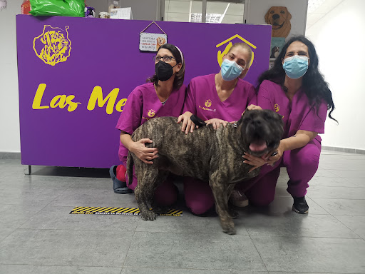 Clínica Veterinaria Las Medianias Ii – Risco Negro