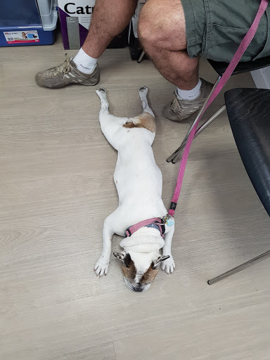 Clínica Veterinaria Las Rosas – Madrid