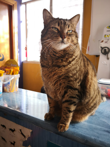 Clínica Veterinaria Leonor Ruiz – Madrid