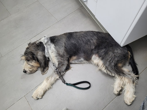 Clínica Veterinaria Lliria – Llíria