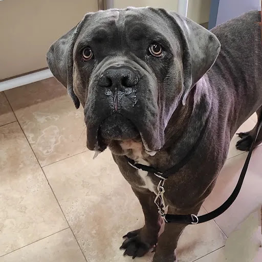 Clínica Veterinaria Los Cantos – Alcorcón