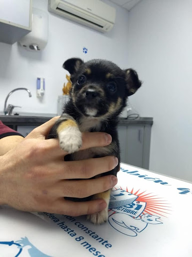 Clínica Veterinaria Los Lobos – Granada