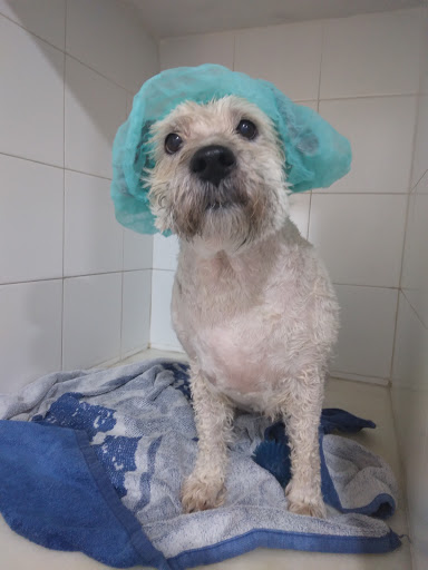 Clínica Veterinaria Los Olivos – San Fernando