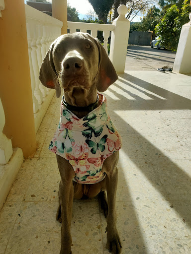 Clínica Veterinaria L´horta – Picassent