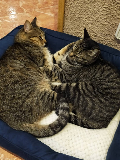 Clínica Veterinaria Maestro Sosa – Valencia