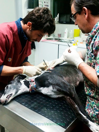 Clínica Veterinaria Maestroveterinarios – Pola de Lena