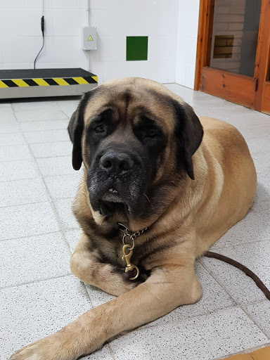 Clínica Veterinaria Maite Haya – L’Ametlla de Mar