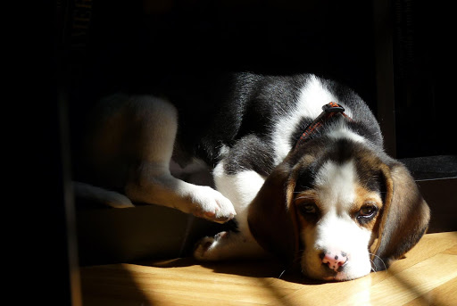 Clínica Veterinaria Manoteras – Madrid