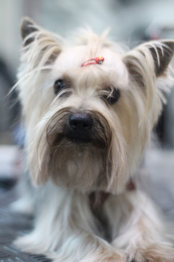 Clínica Veterinaria Marabé – Badajoz