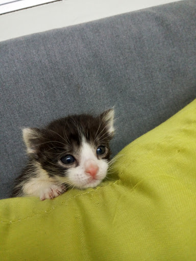 Clínica Veterinaria Margus – Medina del Campo