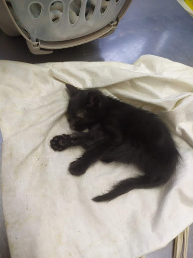 Clínica Veterinaria Marquis de Corbera – Madrid