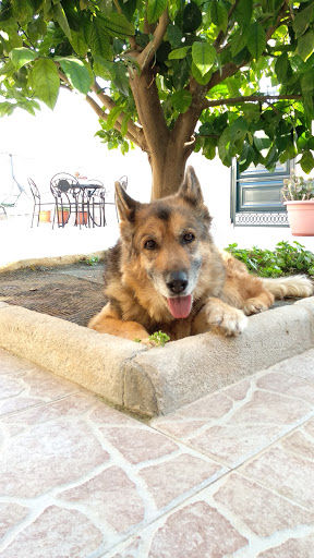 Clínica Veterinaria Más Que Mascotas El Altet – L’Altet