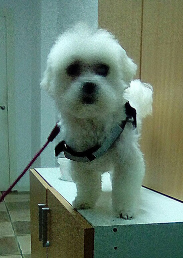 Clínica Veterinaria Más Que Mascotas – Alicante