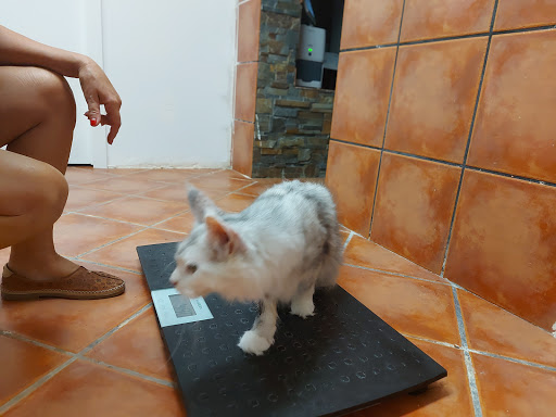 Clínica Veterinaria Masía Pavía – Masia Pavia